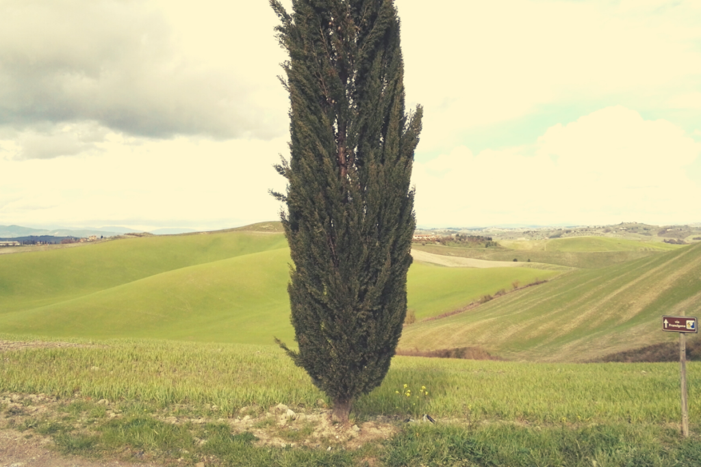 cipresso campagna toscana