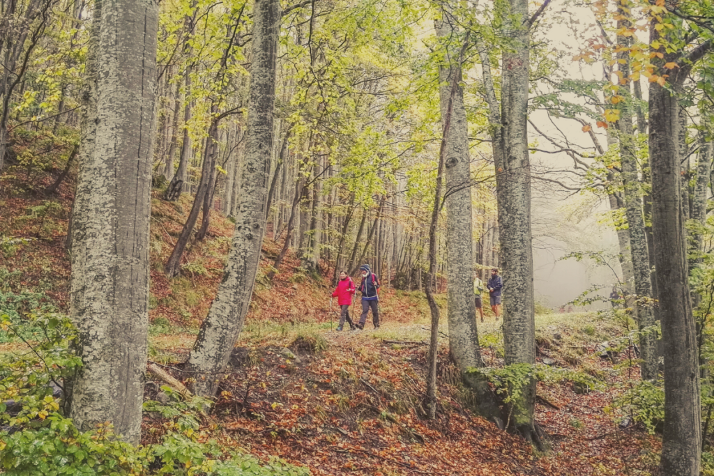 Bosco Orsigna