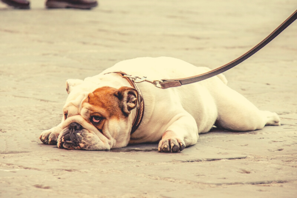 bulldog sdraiato